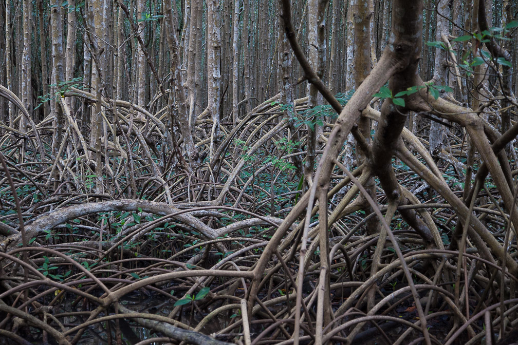 mangrove-in-ste-rose-guadeloupe-9.jpg