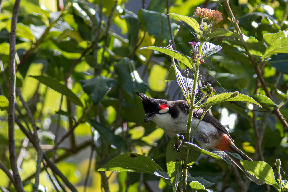 pycnonotus-jocosus-reunion.jpg