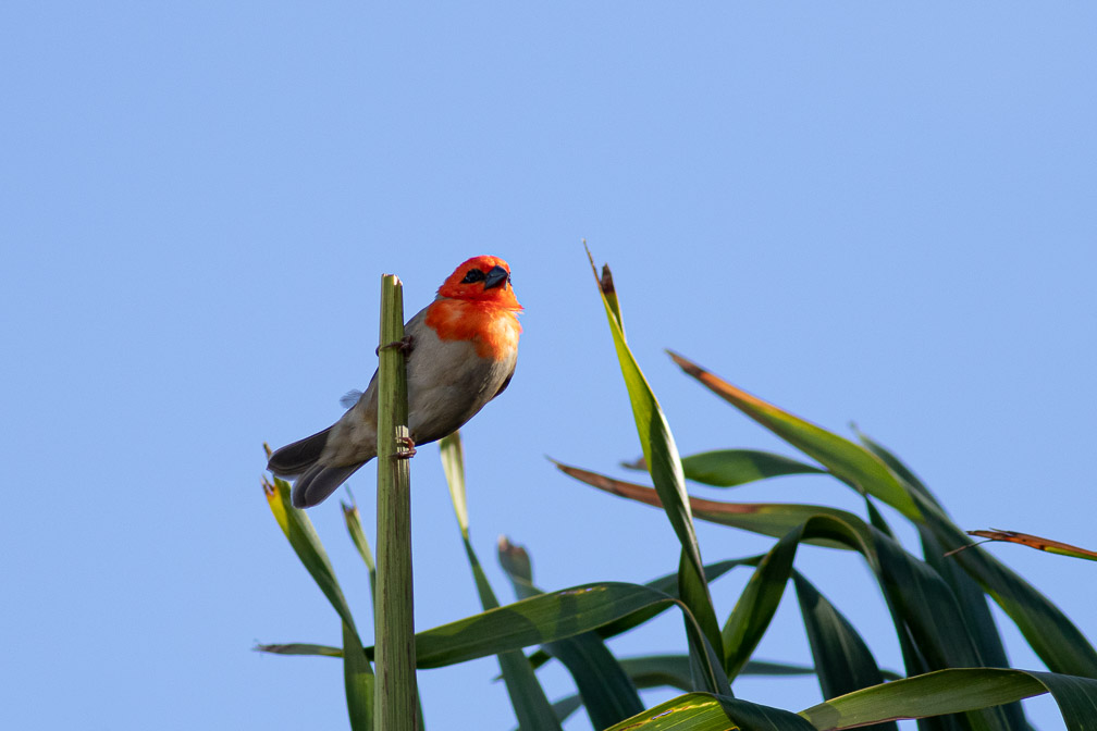 foudia-madagascariensis-reunion-2.jpg