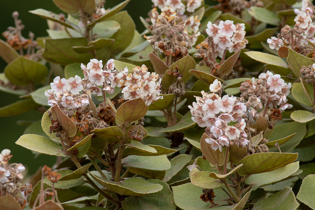 dombeya-ficulnea-reunion.jpg