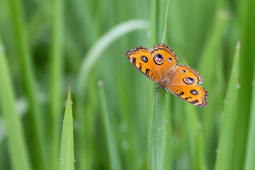 junonia-almana-indonesia.jpg