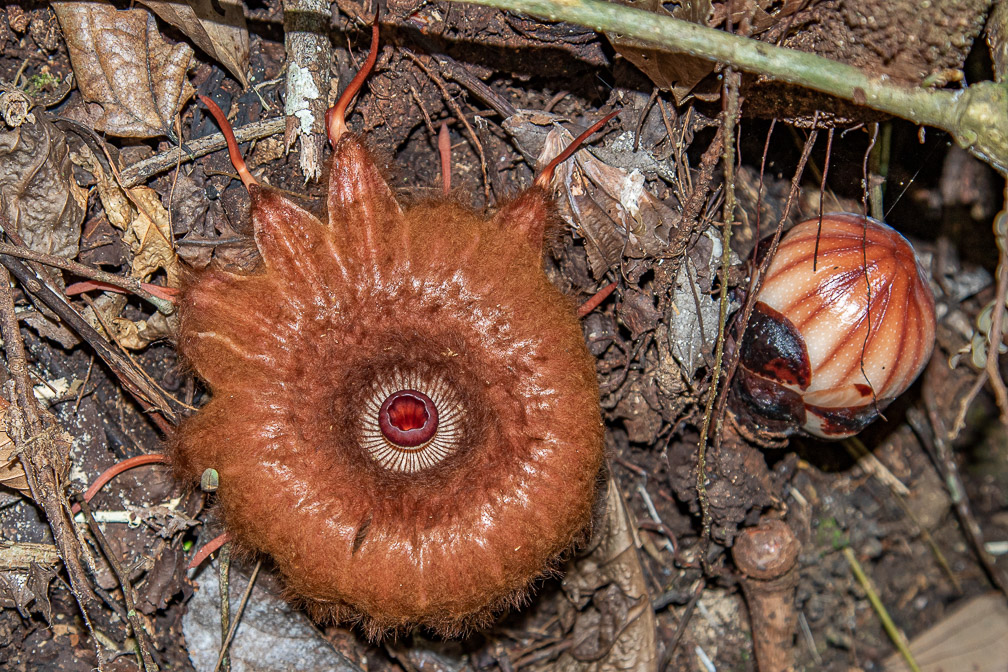 rafflesia-arnoldii-indonesia.jpg