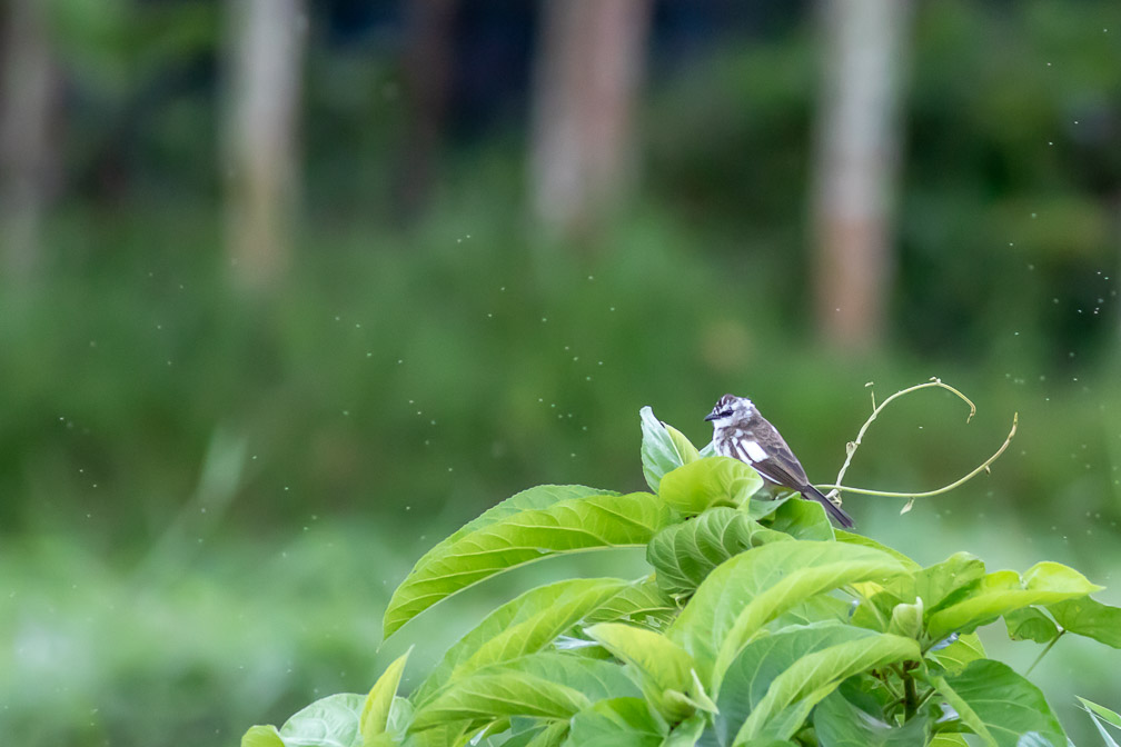 ficedula-hodgsonii-indonesia.jpg