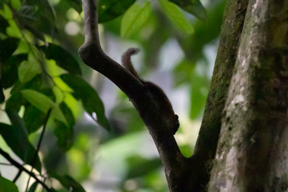 sciuridae-indonesia.jpg