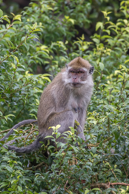 macaca-fascicularis-mauritius-4.jpg