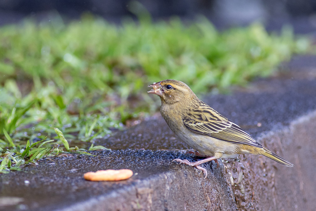 foudia-madagascariensis-female-mauritius.jpg