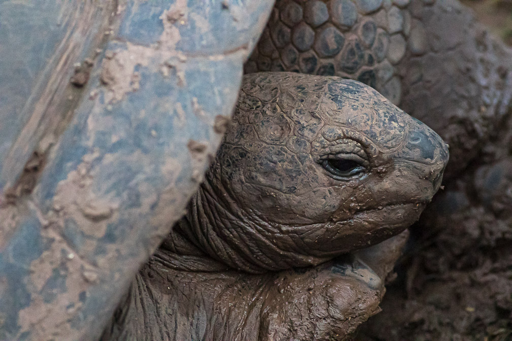 aldabrachelys-gigantea-mauritius.jpg