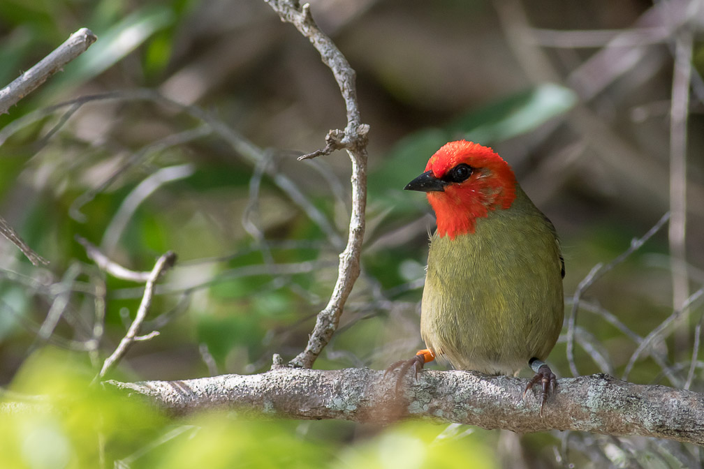 foudia-rubra-male-mauritius.jpg