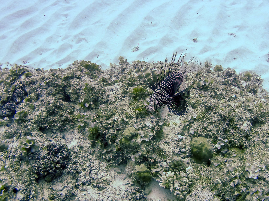 pterois-volitans-mauritius.jpg