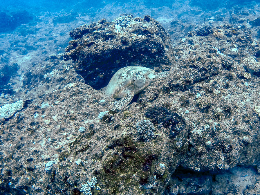 chelonia-mydas-mauritius.jpg