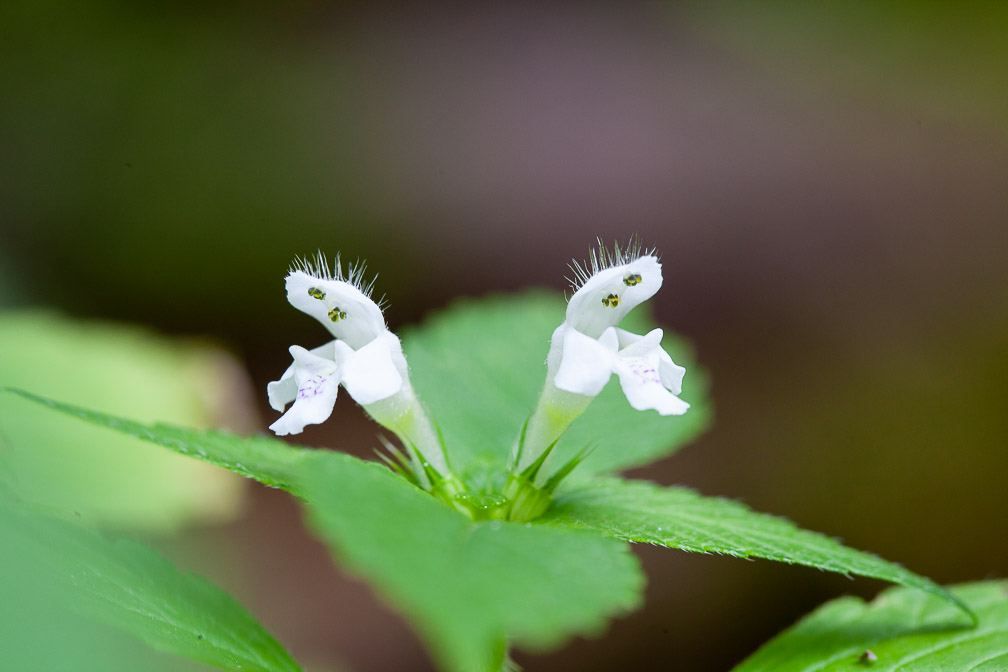 galeopsis-tetrahit-switzerland-2.jpg