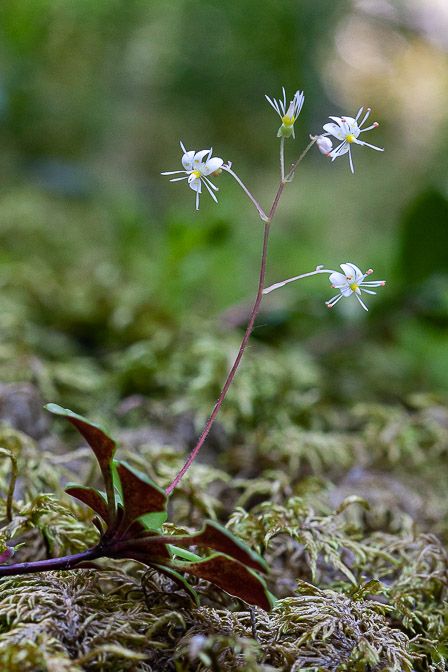 saxifraga-cuneifolia-switzerland-3.jpg