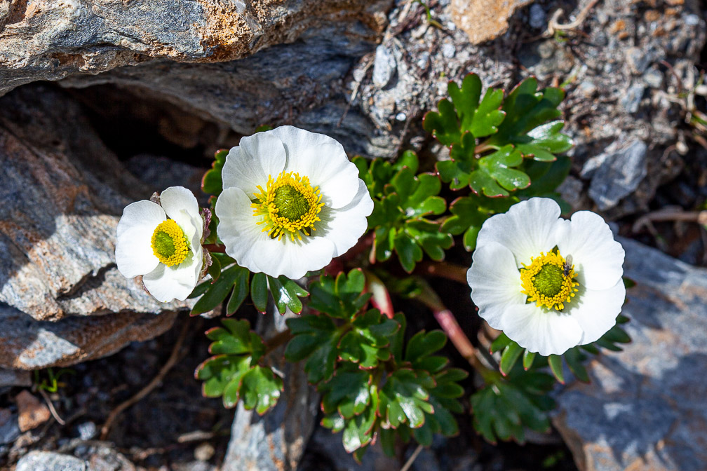 beckwithia-glacialis-switzerland.jpg