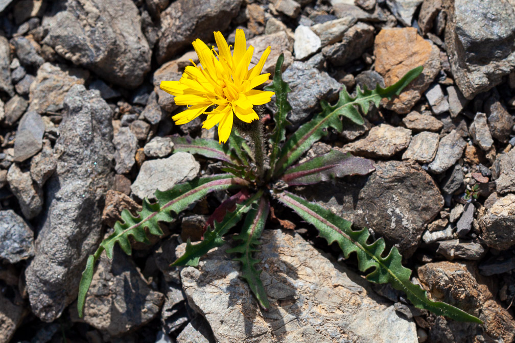 scorzoneroides-montana-france.jpg