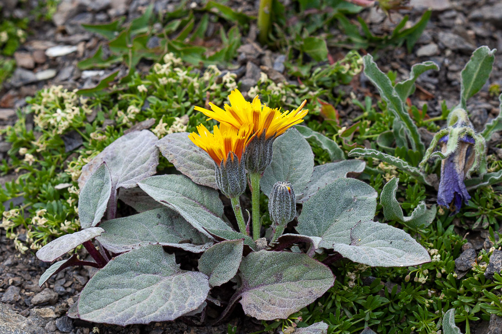 crepis-pygmaea-france.jpg