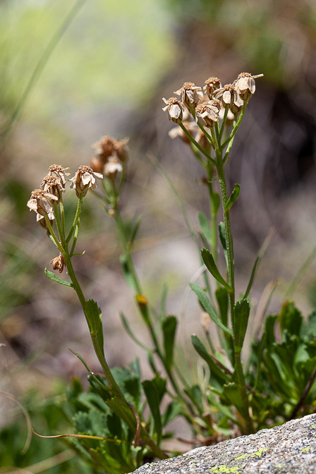 achillea-erba-rotta-france.jpg