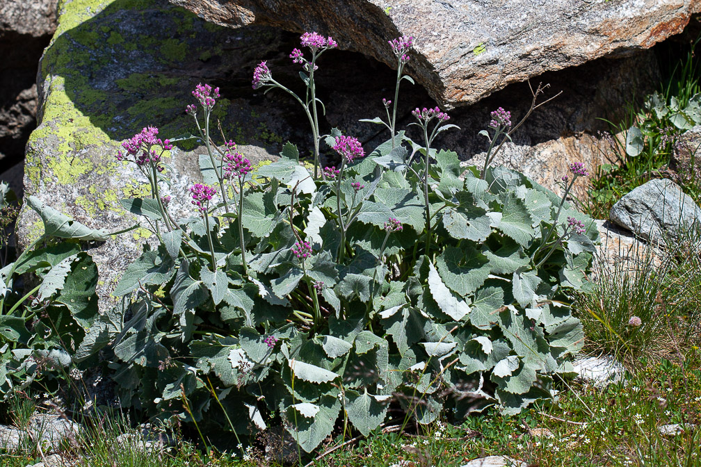 adenostyles-leucophylla-france.jpg