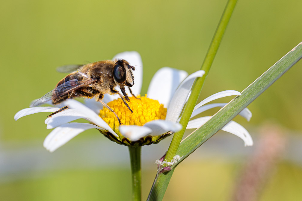 syrphidae-sp-indet-switzerland.jpg