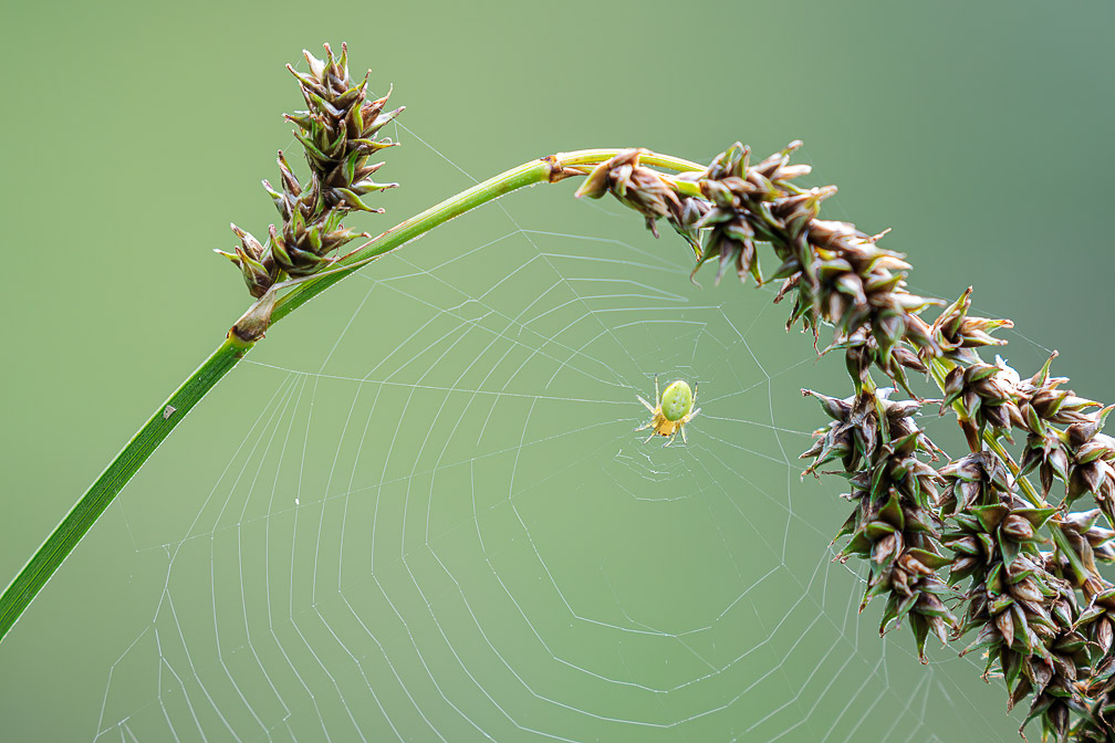 araniella-cucurbitina-switzerland.jpg