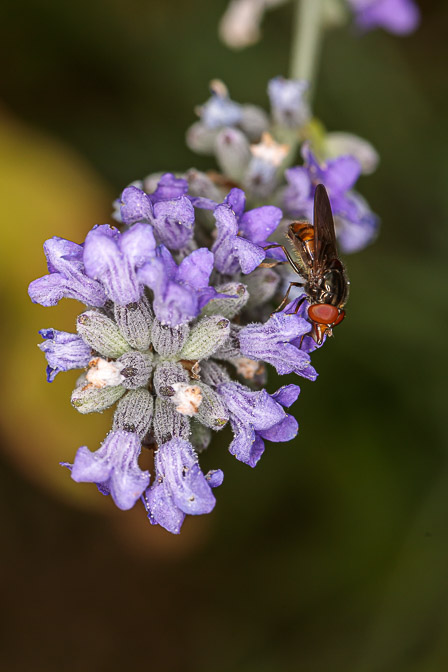 rhingia-sp-indet-switzerland.jpg