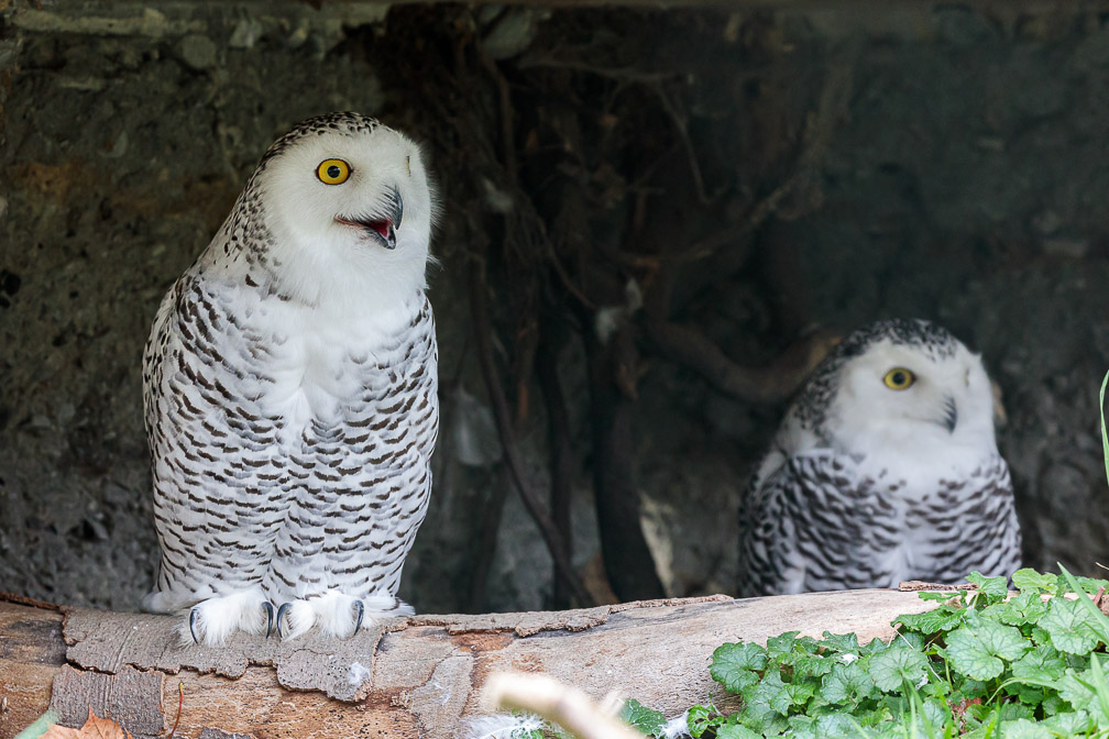 bubo-scandiacus-switzerland.jpg