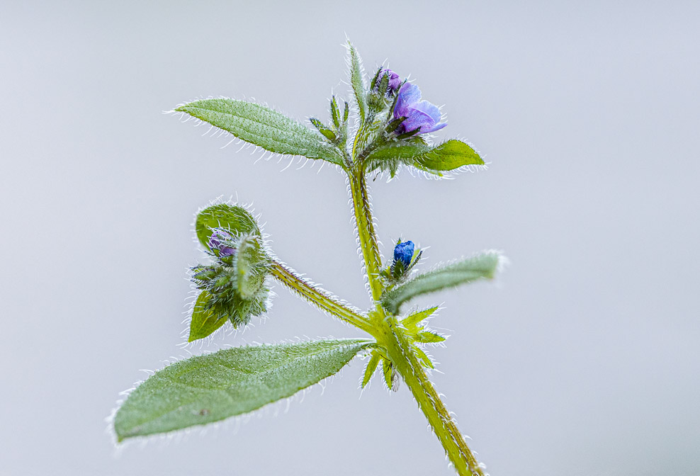 asperugo-procumbens-switzerland-2.jpg