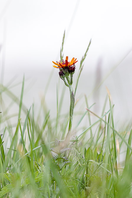 tephroseris-integrifolia-subsp-capitata-switzerland.jpg