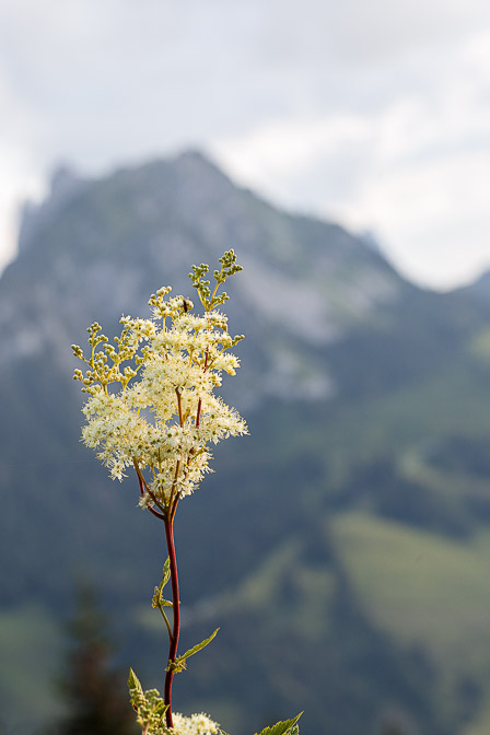 filipendula-ulmaria-switzerland.jpg