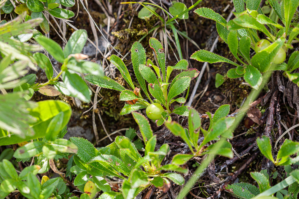 arctostaphylos-alpina-switzerland.jpg