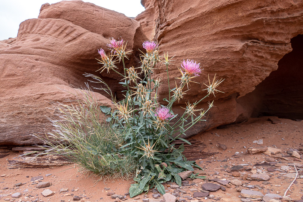 centaurea-iberica-jordan.jpg