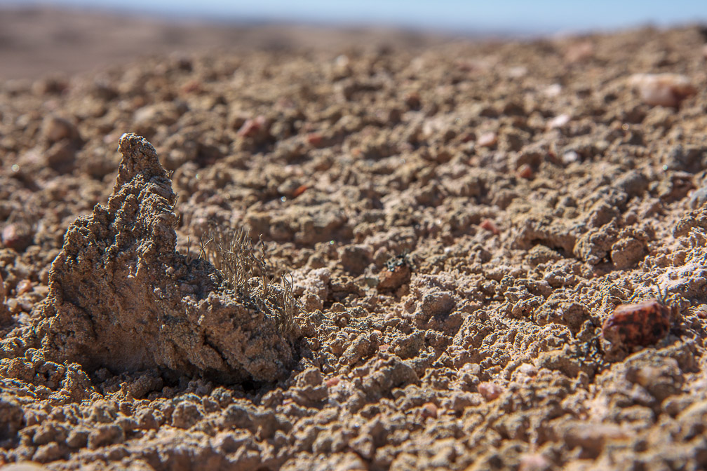 desert-lichen-namibia-2.jpg
