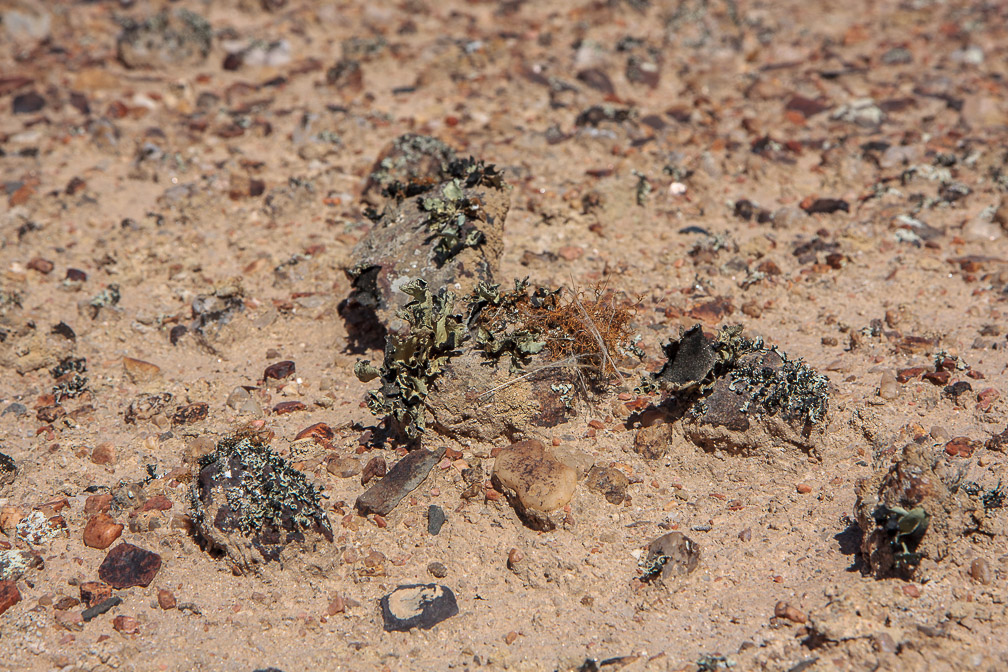 desert-lichen-namibia-3.jpg