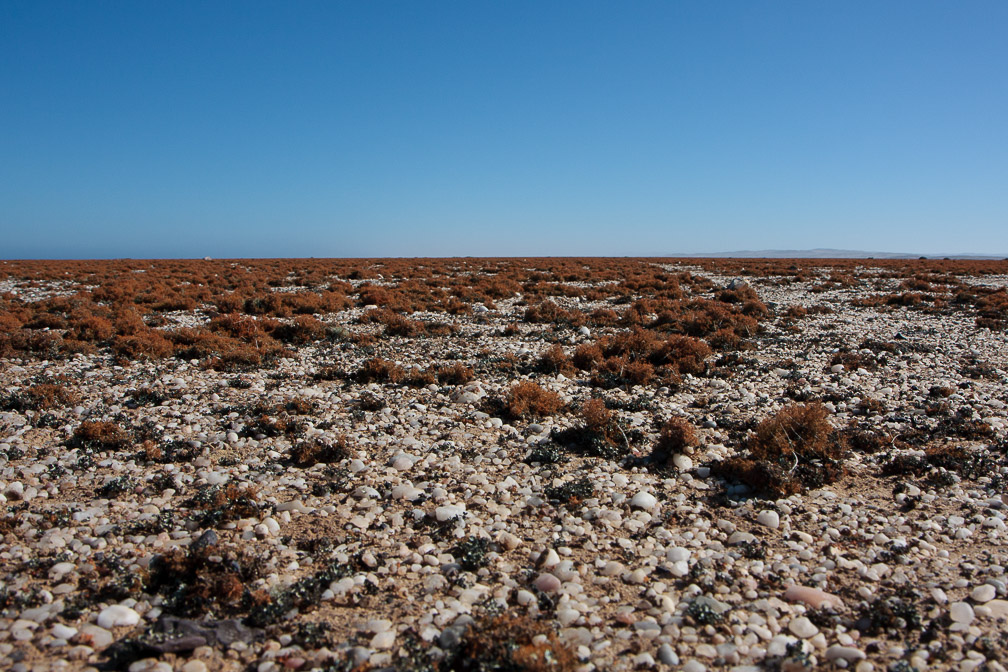 desert-lichen-namibia-6.jpg