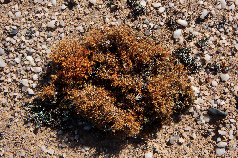 desert-lichen-namibia-7.jpg
