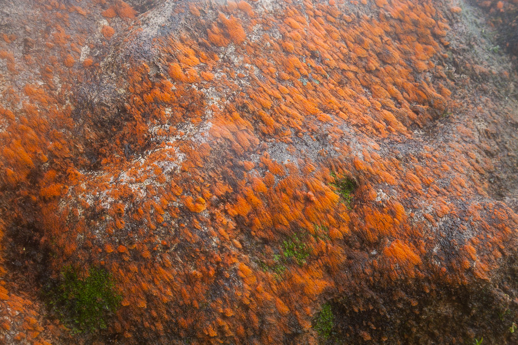 lichen-lichen-guadeloupe.jpg