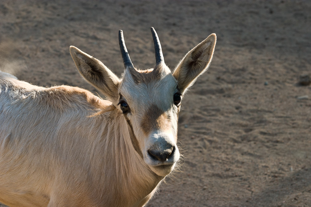 oryx-leucoryx-saudi-arabia-3.jpg