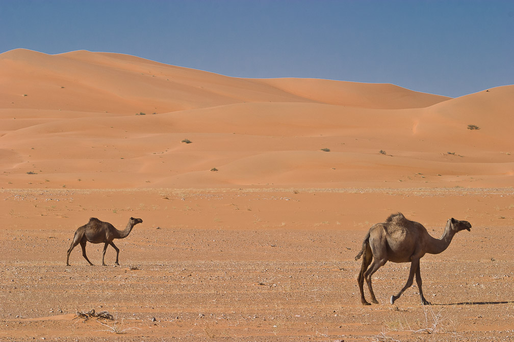 camelus-dromedarius-saudi-arabia-2.jpg