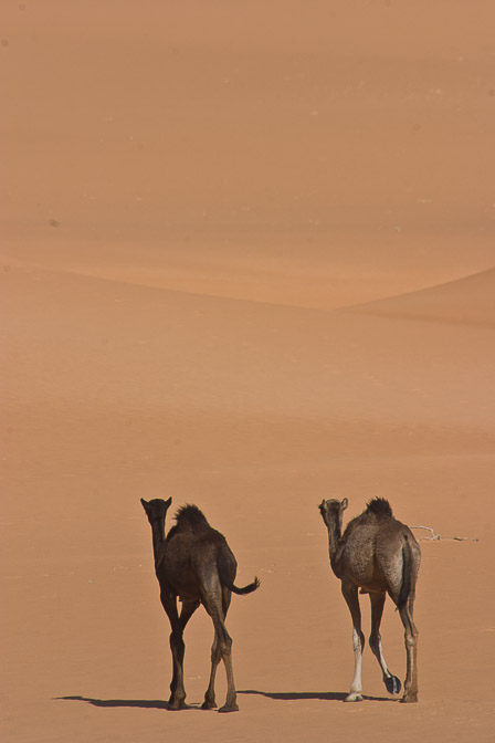 camelus-dromedarius-saudi-arabia-3.jpg