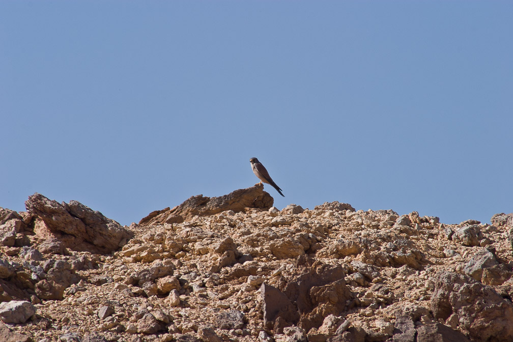 falco-tinunculus-saudi-arabia.jpg