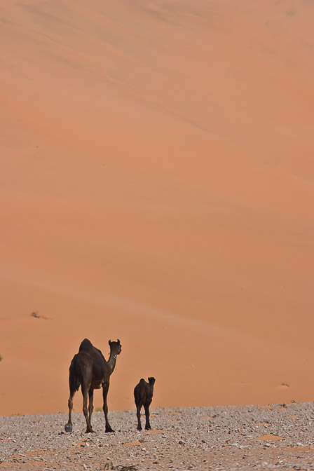 camelus-dromedarius-saudi-arabia-5.jpg