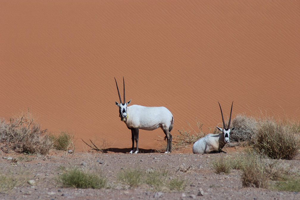 oryx-leucoryx-saudi-arabia-10.jpg