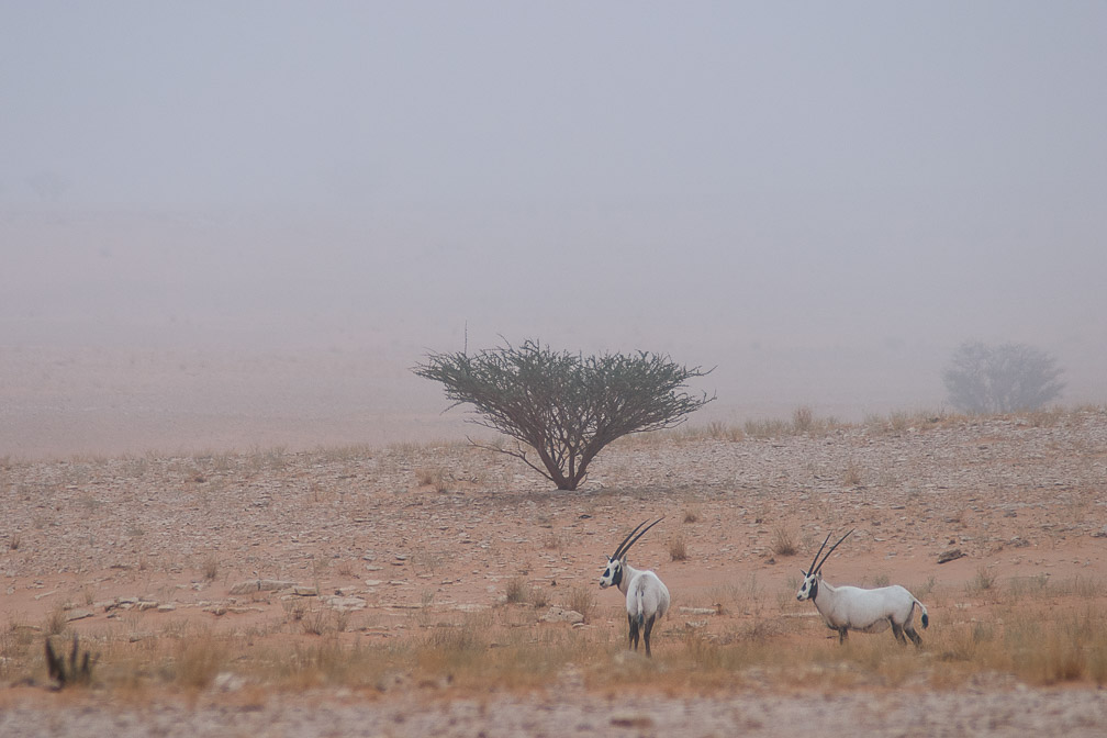 oryx-leucoryx-saudi-arabia-13.jpg
