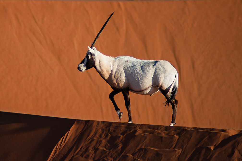oryx-leucoryx-saudi-arabia-14.jpg