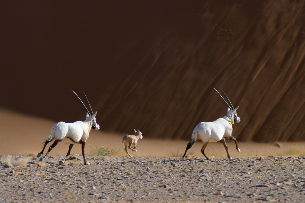 oryx-leucoryx-saudi-arabia-15.jpg