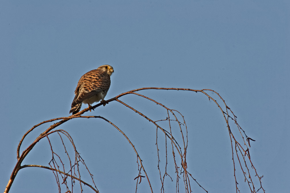falco-tinunculus-switzerland.jpg