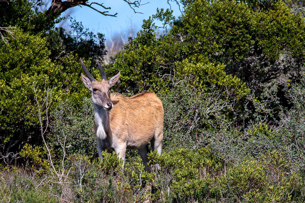 tragelaphus-oryx-south-africa.jpg