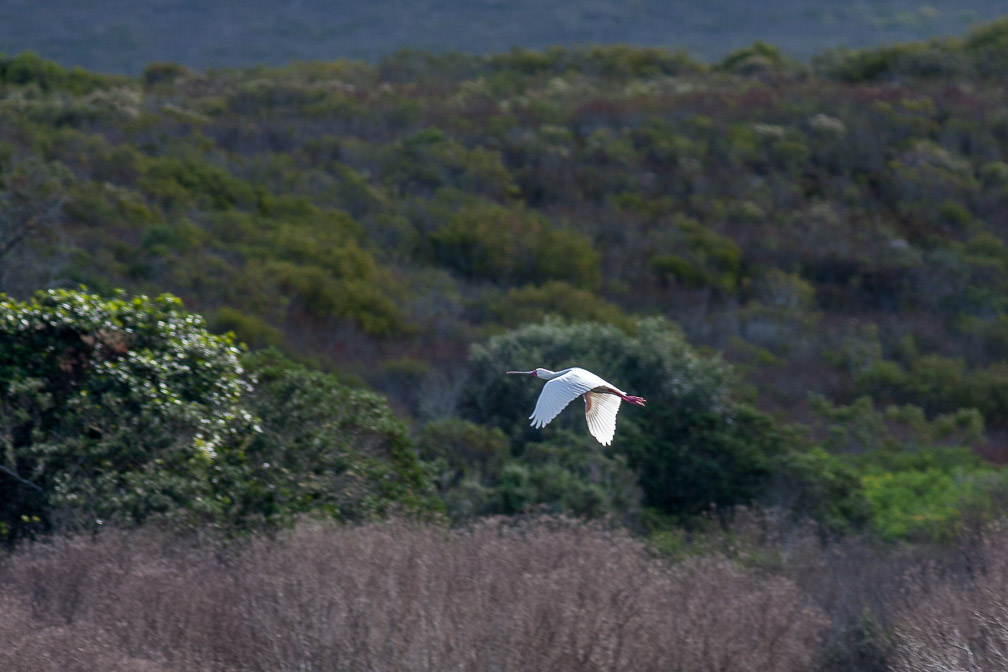 platalea-alba-south-africa.jpg