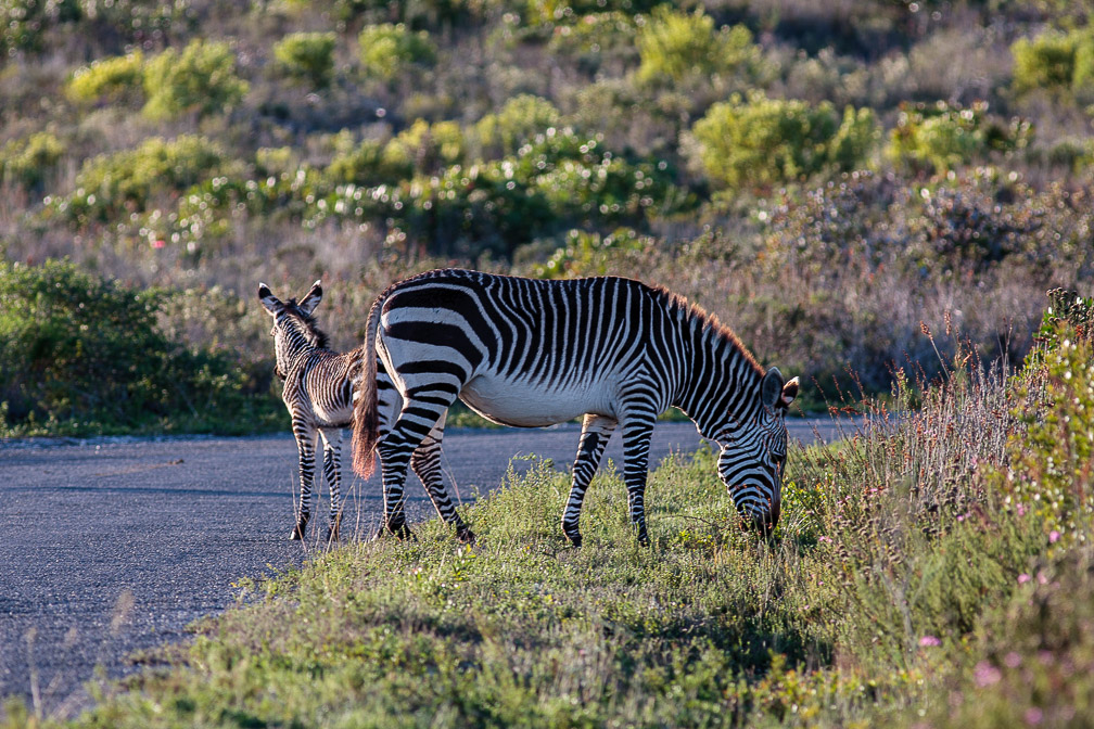 equus-zebra-south-africa.jpg