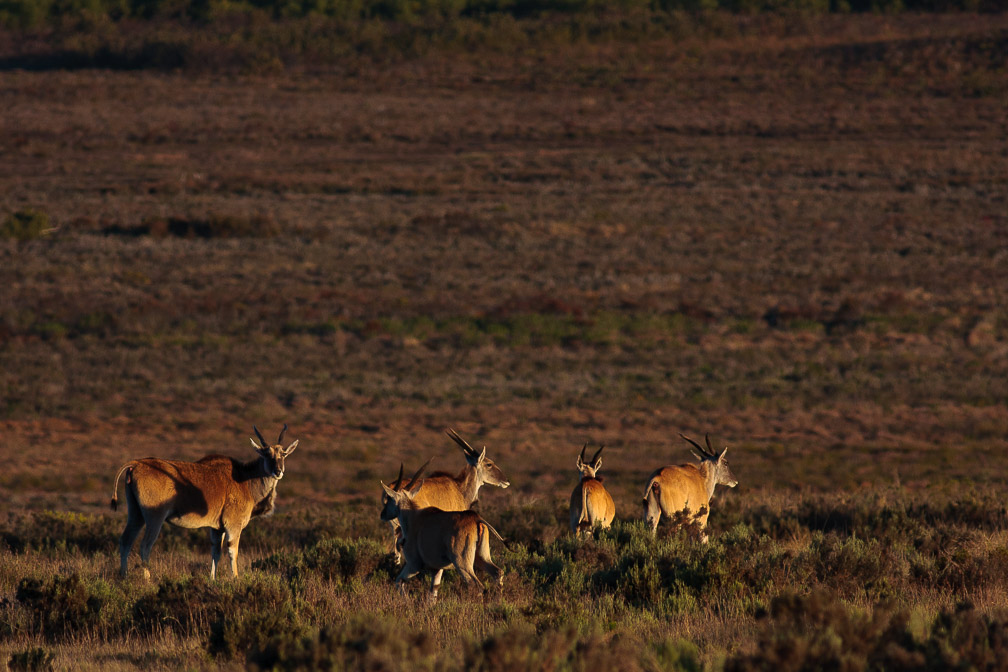 tragelaphus-oryx-south-africa-2.jpg
