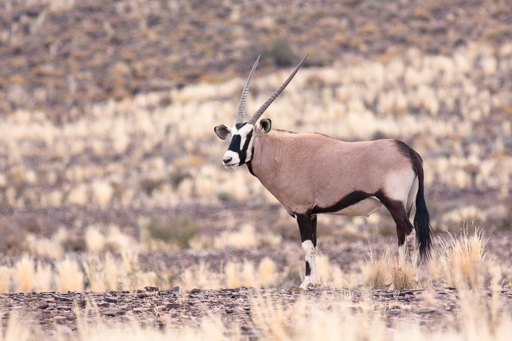 oryx-gazella-namibia.jpg